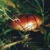 В Луганской области зарегестрированы первый смертельный poisonings с грибами