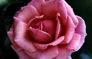 Каждый житель Луганска получит личный кустарник роз