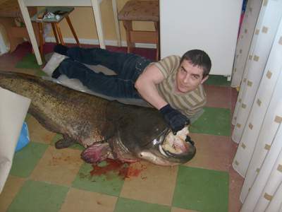 В Северском Донце поймали зубатку в длине 2,5 метров, и это - сильные 86 кг (фотография)
