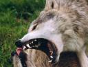 В Большой Безводной долине волк укусил 13 человек